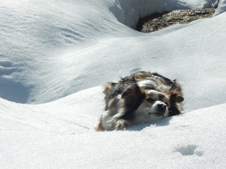 Zwischen Niglalm und Hochbrand