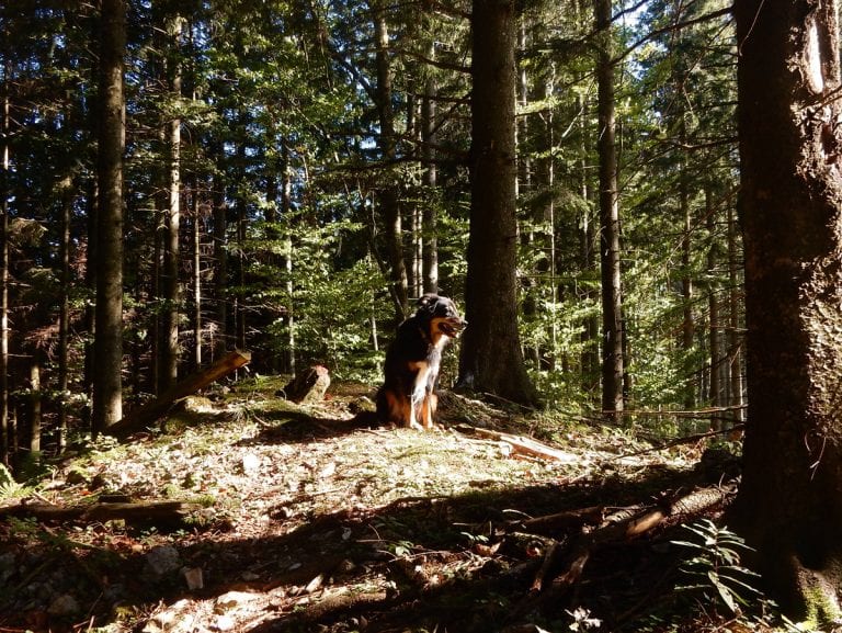 Hiebberg und Lindauer Berg
