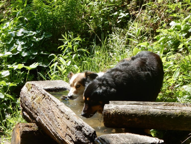 Zwischen Burgspitz zum Almkogel