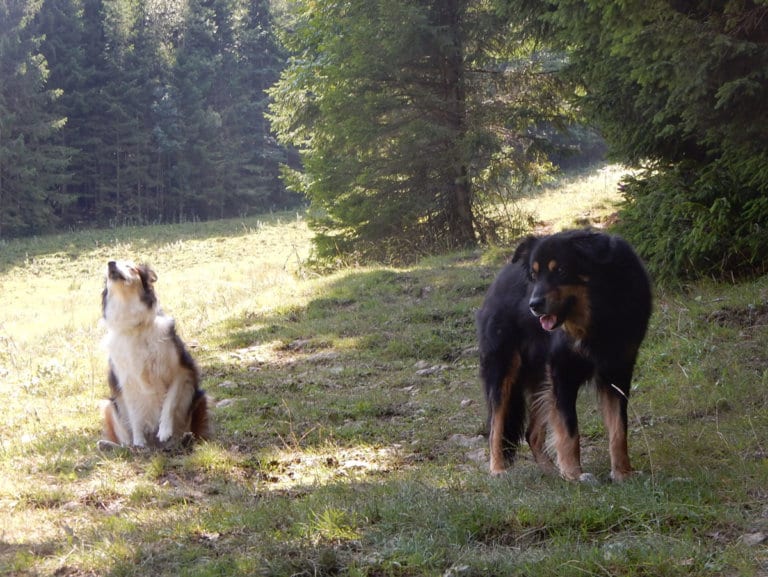 Von der Niglalm zum Hochbrand