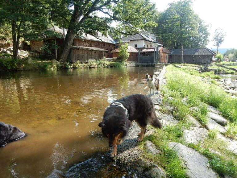 Wald-Wiesen-Bachwanderung im Mühlviertel