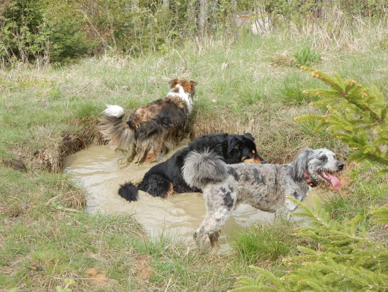 Der Hochzöbel zwischen Sonne und Regen