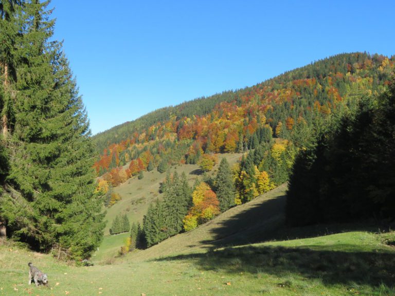 Herbst am Hochzöbel (Ausgabe 2021)