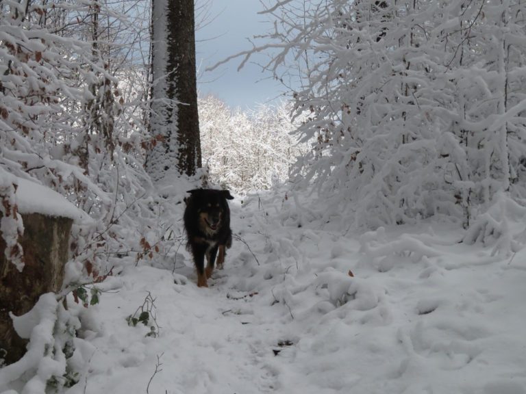 Winter am Schwarzberg