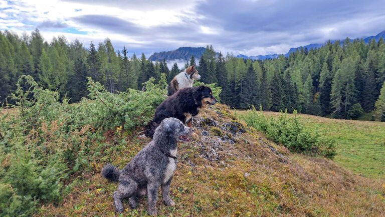Ein buntes Kreuz-und-Quer beim Haslersgatter