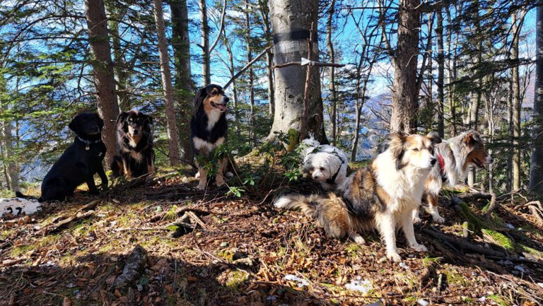 Über die Geschwendtalm zum Gamsstein