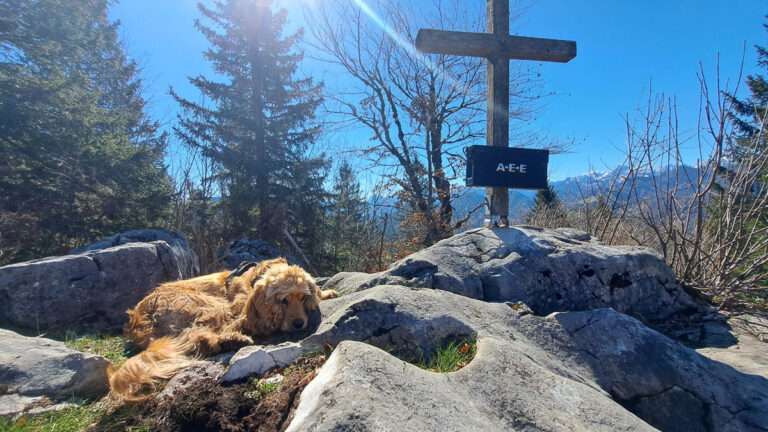 Rund um die Anlaufalm grünt es ein bisserl