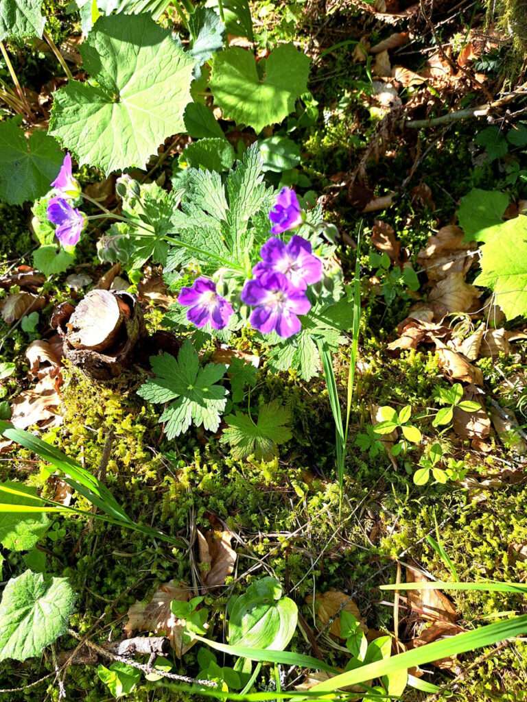 Wald-Storchnabel