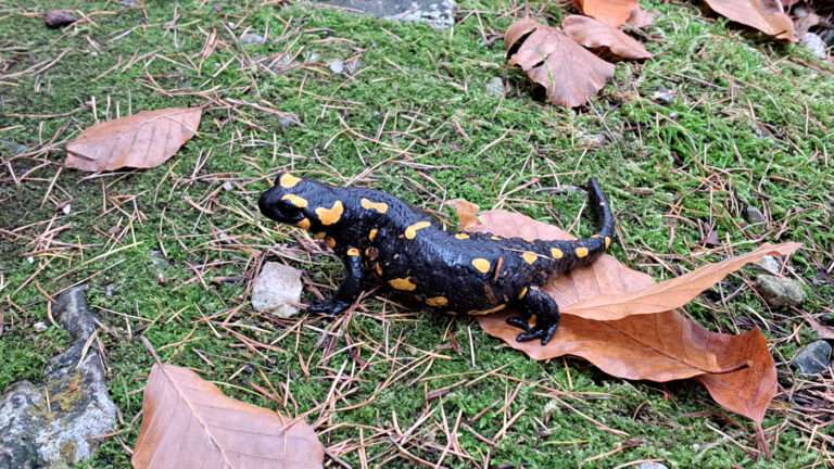 Tal des Holzes, Ausgabe November 25