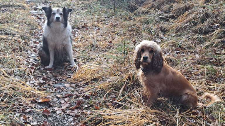 Weissenbach, Ausgabe Zwischenfrühling