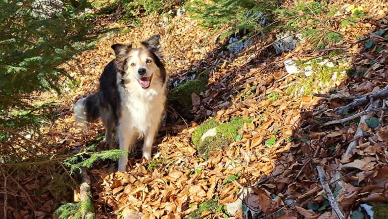 Heute heißt sie „Sonnenalm“