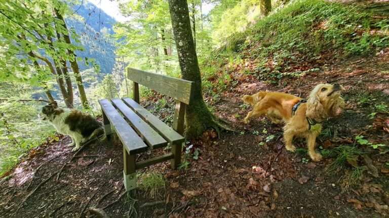 Dschungelsteig und Dschungelgraben